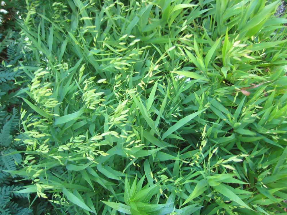 Chasmanthium latifolium (Plattährengras)